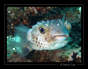 Porcupinefish in Marsa Shagra - Egypt - Canon S90 with ha... by Patrick Tutt 